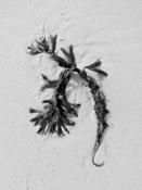 blaaswier (fucus vesiculosus) 9-2014 3943-